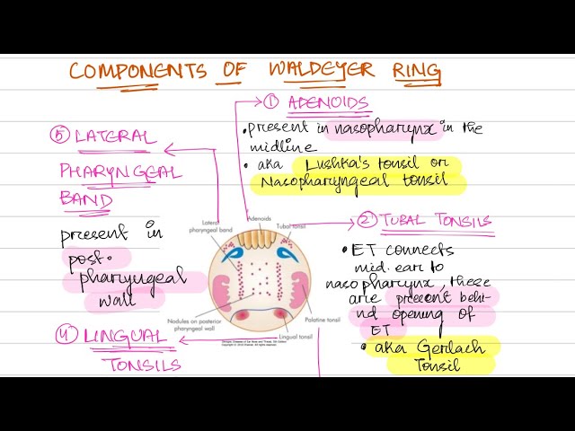 2 Cervical Lymph Nodes and Neck Lumps Flashcards by Catherine Leung |  Brainscape