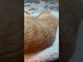 What is wrong with my cat? #cuteanimal #cat #cutecat 