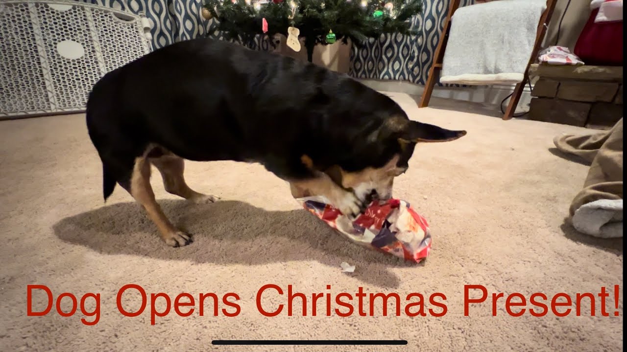 Dog opens Christmas present - YouTube