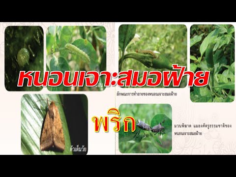 หนอนเจาะสมอฝ้ายในพริก(ป้องกันกำจัดอย่างไร)