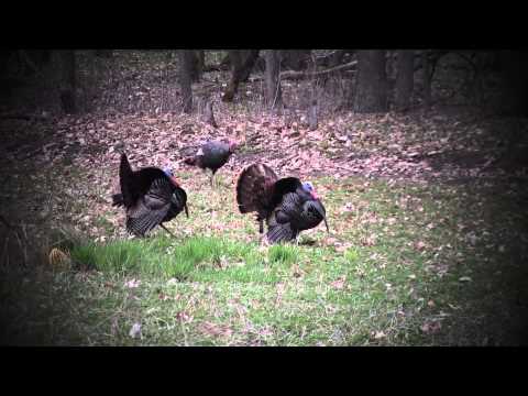 Great Outdoor Pursuits Spring Turkey DVD - March 2014