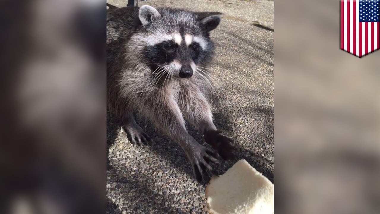 The guy decided to feed the raccoons. When they started to eat, he instantly ran behind the camera. Press Share, make your friends interesting The guy decided to feed the raccoons. When they started to eat, he instantly ran behind the camera. Press Share, make your friends interesting