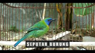 Cucak kinoi gacor sangat cocok untuk masteran maupun terapi burung anda