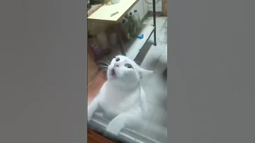 КОТ ИСПУГАЛСЯ МЫШИ