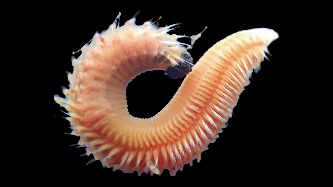 Zoología marina (especies no determinadas)