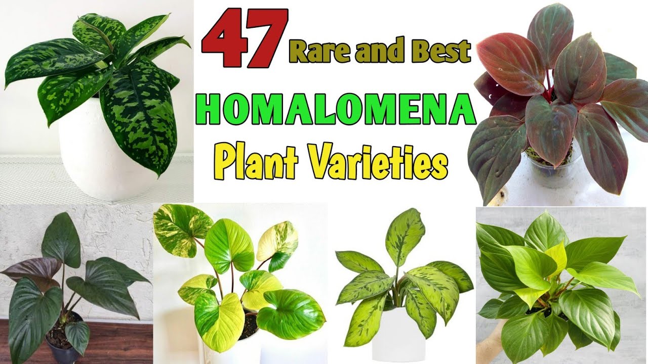 47 Rare HOMALOMENA (Queen of Hearts) Species Homalomena Plant