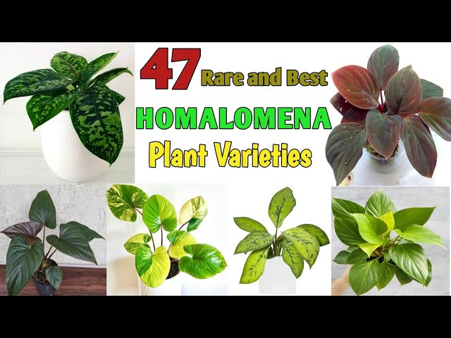 Homalomena HR6 【K0522-f3】 47 Rare HOMALOMENA (Queen of Hearts) Species | Homalomena Plant