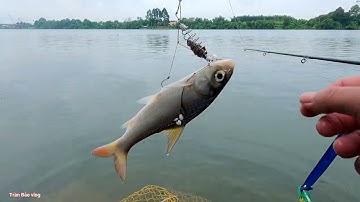 Cá mè và cá cóc  ăn khi nước xuống (câu cá sông Đồng nai)