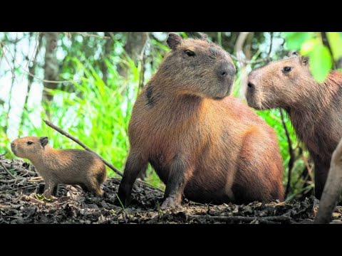 Vidéo: 6 Ravageurs Les Plus Fous Des Vignobles: Oiseaux, Sangliers Et Babouins, Oh Mon Dieu