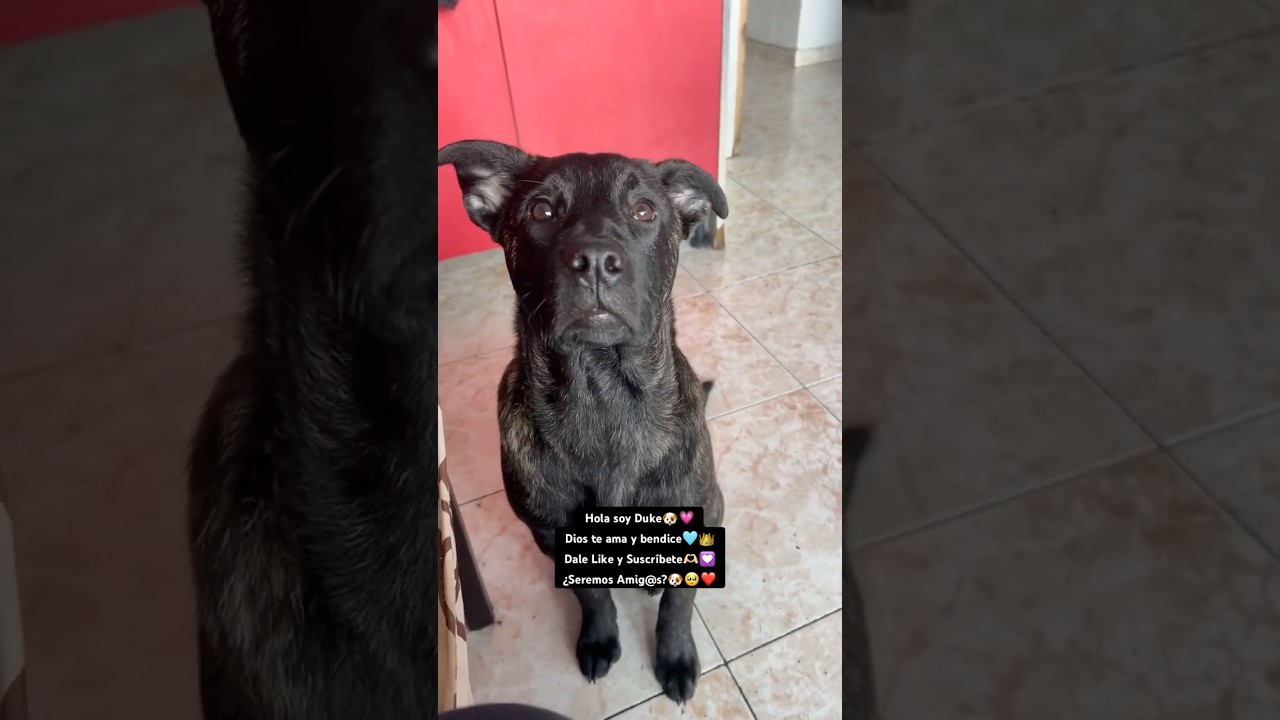 ¿Seremos Amig@s?🐶👑❤️ Apoyo Please🫶🏻
