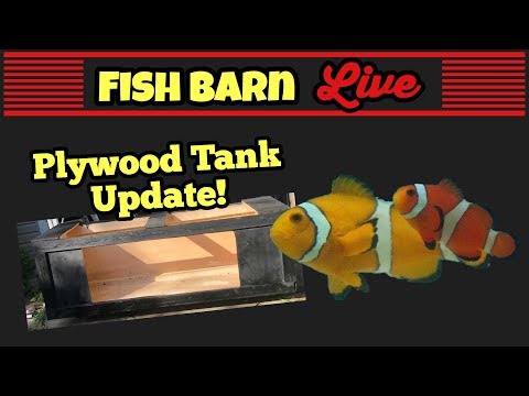 discus fish tank size Plywood Tank Update and some Salty Discussion