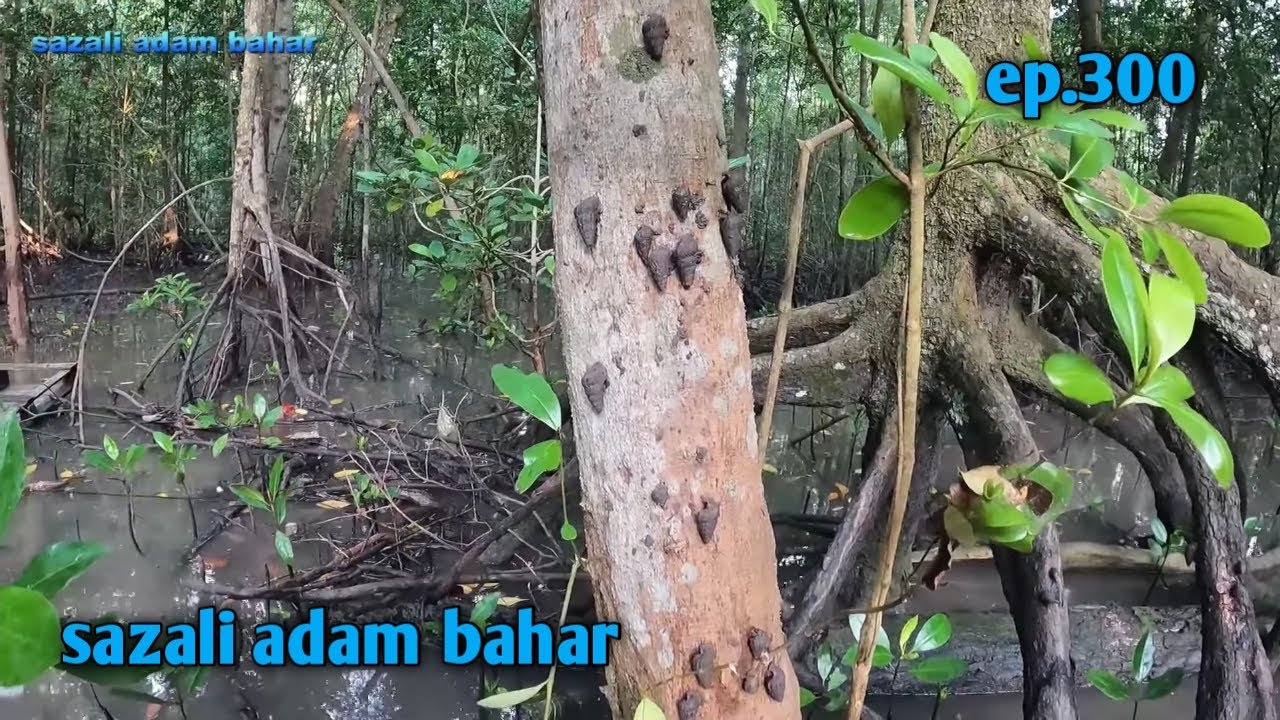 Cari siput sedut semasa air pasang ep.300