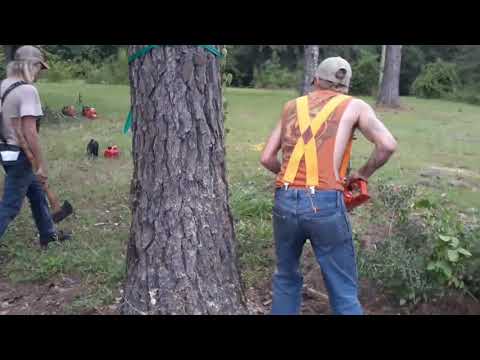 Pine tree removal part 2 - YouTube