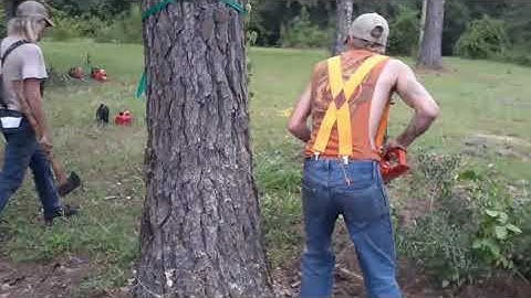 Pine tree removal part 2