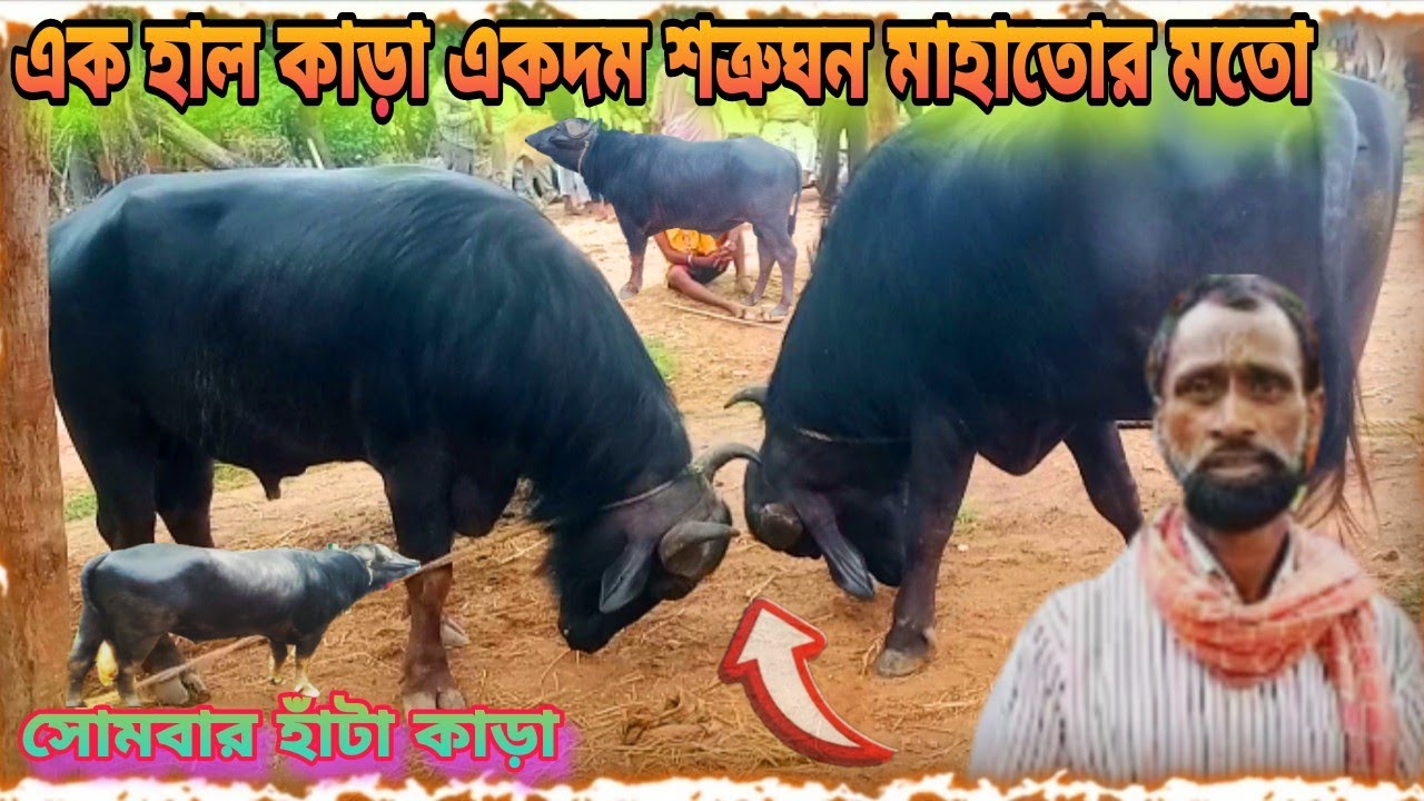 এক হাল কাড়া একদম শত্রুঘন মাহাতোর মতো কাড়া দেখুন // ♨️♨️