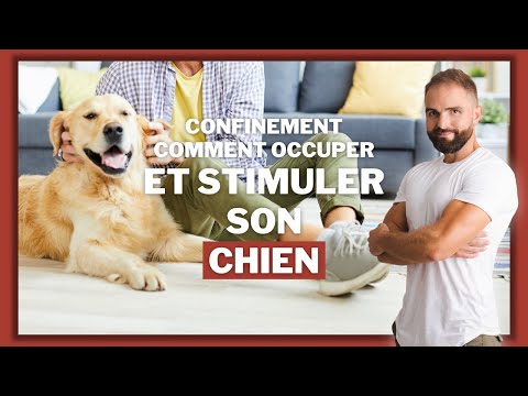 Vidéo: Comment fatiguer votre chien à l'intérieur ?