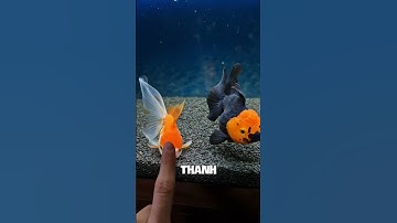 Cá vàng có thật sự chỉ nhớ 3 giây? 🤔🐠 #cavang #goldfish #suthatthuvivi #funfacts #shorts