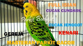 MASTERAN PARKIT GACOR ! FULL ISIAN GEREJA CJENGGOT KENARI LOVEBIRD For murai C ijo / Budgie Parakeet