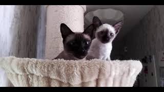 Siamese kitten in new home/goodbye mom cat