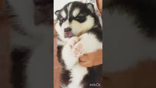 husky dog#husky #huskyworld #siberianhusky #dog #shortvideo