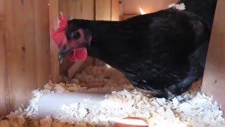 CHICKEN LAYS HER FIRST EGG!  The whole flock goes crazy!