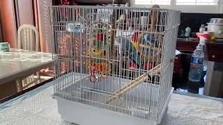 Prevue Pet Products Square Top Parakeet Cage Review, Perfect size for a small bird and easy to clean by Product Review 89 views 1 month ago 1 minute, 30 seconds