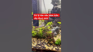 Xưe lý tảo nâu bám trên cây thuỷ sinh. #nuoicacanhdongian #aquarium #thuysinh #mecavacay