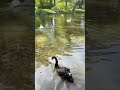 Лебеди  #лебеди #🦢 #videoshorts #nature #swan