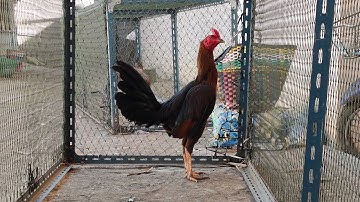 mus saib qaib dua nawb phooj ywg