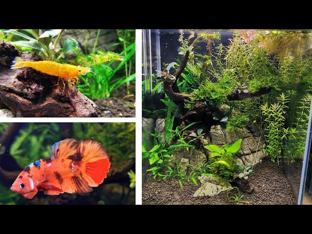 Un aquarium pour un Betta Splendens, Partie 1 : le Hardscape - Skaii and  shrimps