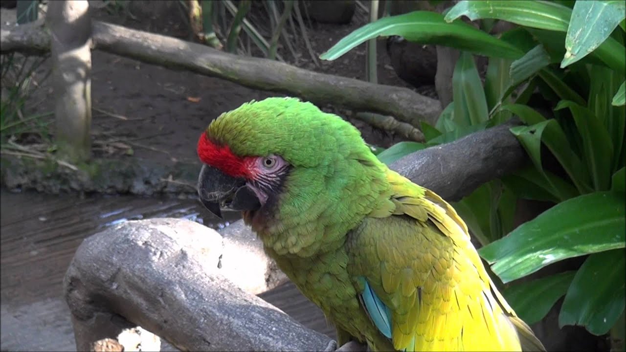 Military Macaw. Not The Great Green Macaw. - Youtube