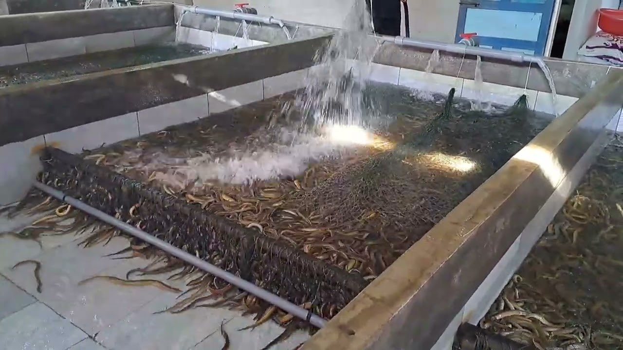 Nhật ký nuôi lươn vừa tròn 4 tháng _ 25.000 con từ size 1.000