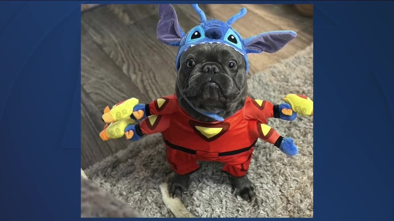 Denver7 viewer sends in photo of french bulldog in Halloween costume