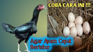 LAKUKAN CARA INI AGAR AYAM CEPAT BERTELUR ‼️