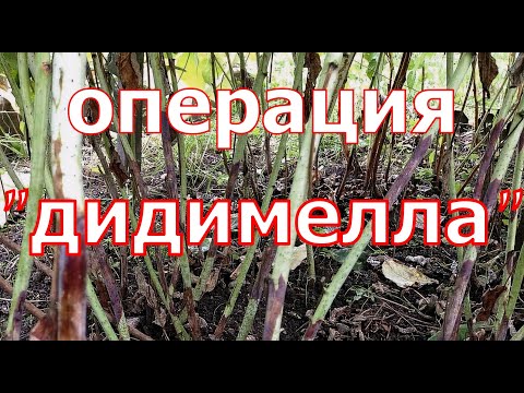 СТРАШНЫЙ СОН МАЛИНЫ - ДИДИМЕЛЛА! Методы борьбы и профилактики!