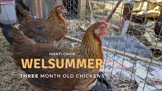 Welsummer 3-Month-Old Chickens