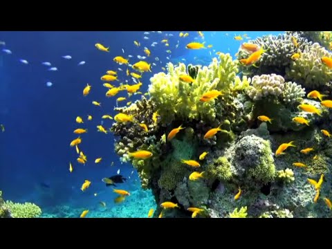 Vídeo: Os humanos devem usar os recifes de coral?