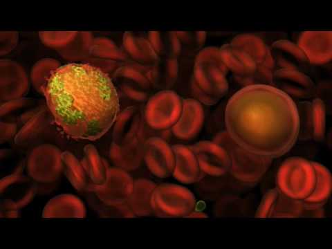 HHMI -- Life Cycle of Malaria Parasite in the Mosquito ... diagram of inside blood 