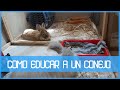 COMO ENSEÑAR A UN CONEJO A USAR LA ESQUINERA 🐰