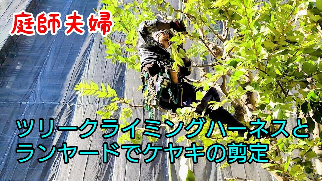 庭師・夫婦で独立】#170 ツリークライミングハーネスとランヤードに 