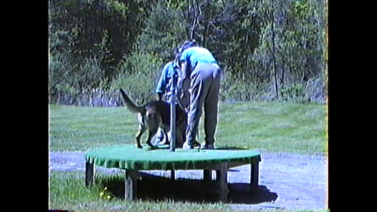 Dog Training Vermont YouTube