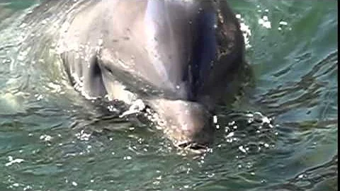 Quanto tempo o golfinho fica embaixo da água?