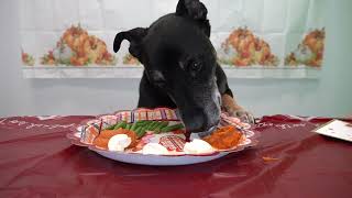 Thanksgiving Dinner by Atlanta Humane Society 466 views 5 months ago 1 minute, 2 seconds