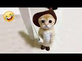 1 Hour of the Funniest Cats on the Planet | Funny Animal Videos 2022