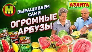 КАК ВЫРАСТИТЬ АРБУЗЫ – Семена Сочных и Лучших Сортов Арбузов