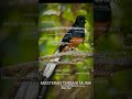 Masteran Murai Batu Suara Burung Gereja Jernih Mp3 - Mp4 Download