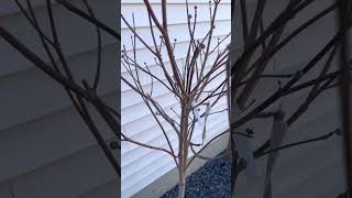3 beautiful types of flowering Dogwood Trees! 2023 March - Lowes find!