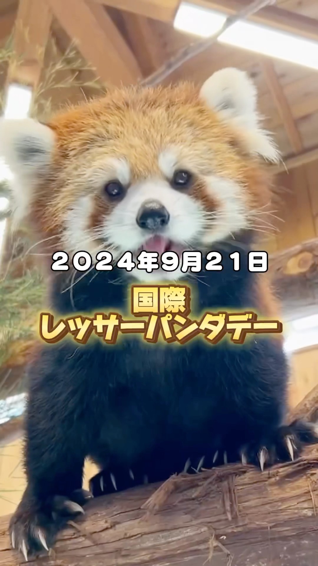 Introducing the red pandas at our zoo! #IzuShabotenAnimalPark