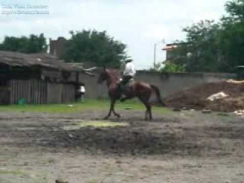 MARCOS ARIAS ARRENDADOR DE CABALLOS A LA ALTA ESCUELA EN YECAPIXTLA MORELOS