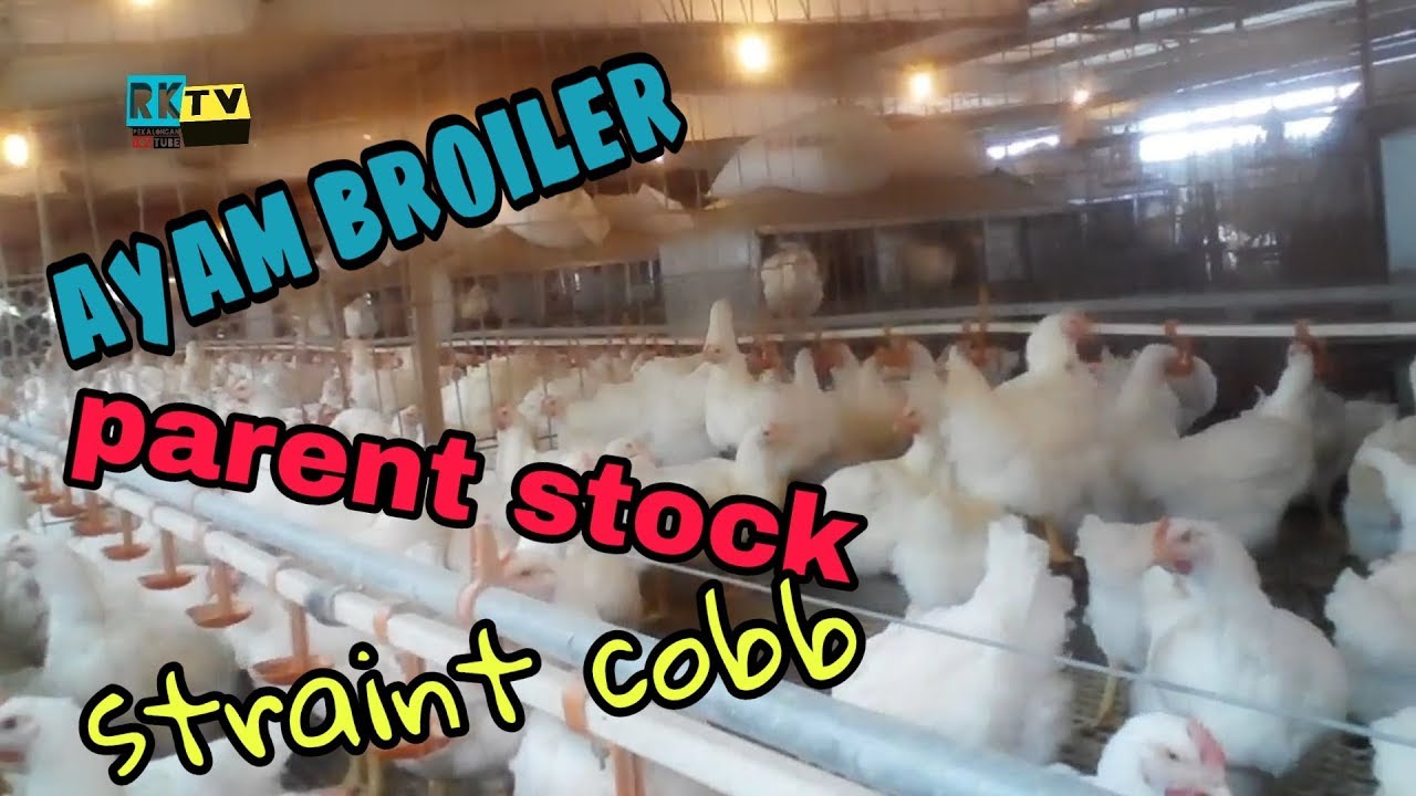 Ayam broiler (ps) parent stock, strain cobb YouTube